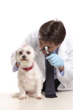 Vet inspecting dogs ears clipart