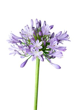 Agapanthus blue on white background clipart