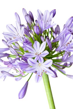 Agapanthus - African Lily clipart
