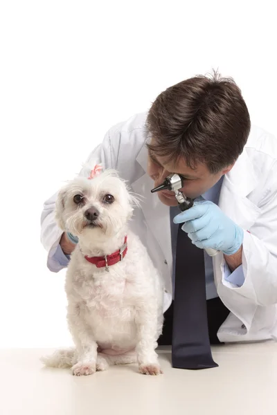 Vet inspecting dogs ears — Stock Photo, Image