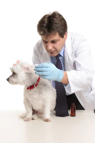 Az állatorvos fülcseppeket tesz a kutyák fülébe. — Stock Fotó
