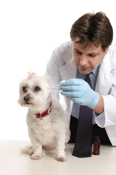 Weterynarz, leczenie zwierząt domowych psem — Zdjęcie stockowe