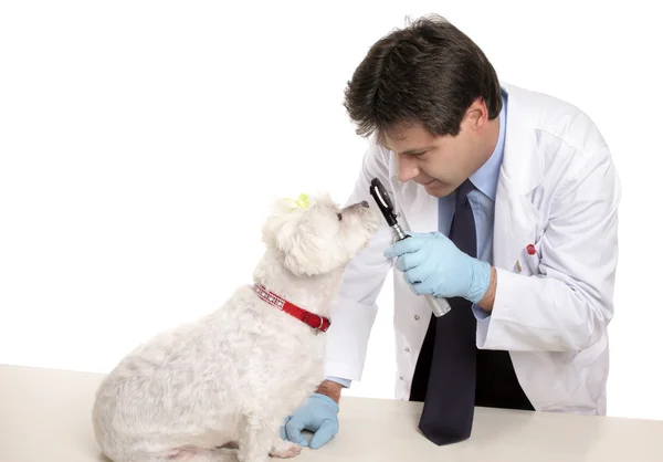 Veterinären kontrollerar hundar ögon — Stockfoto