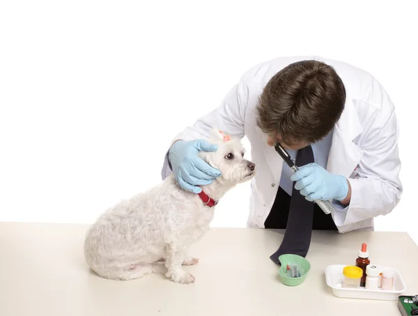 Veterinary checkup — Stock Photo, Image