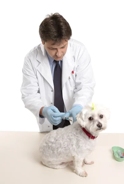 Вет, дающий собаке инъекционное лекарство — стоковое фото
