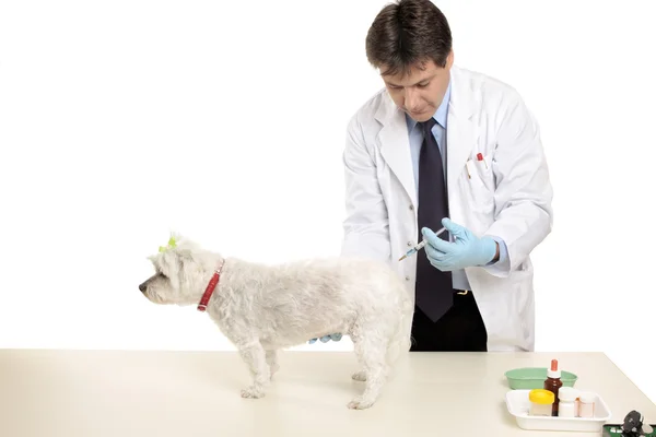 Animal receiving an injection — Stock Photo, Image