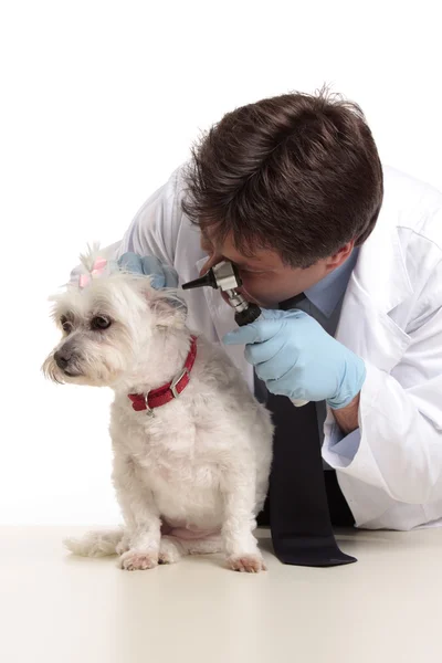 獣医の犬をチェック — ストック写真