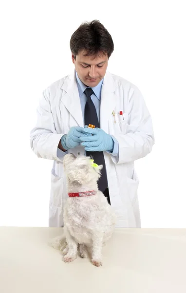 Ветеринар открывает бутылку с таблетками — стоковое фото