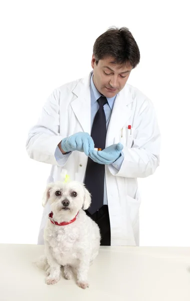 獣医の処方 — ストック写真