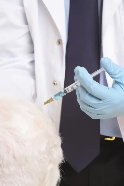 Vet giving animal injection — Stock Photo, Image