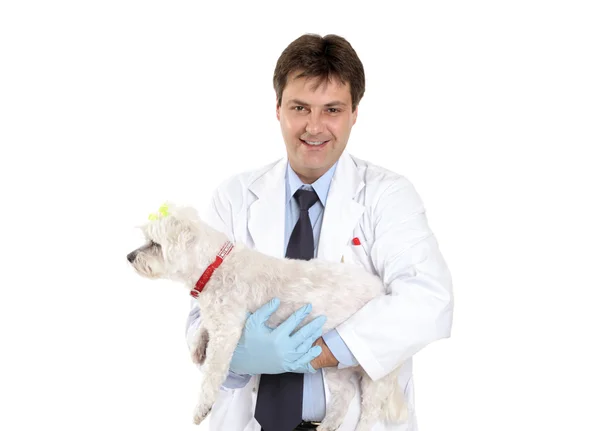 Ветеринар з домашнім собакою — стокове фото