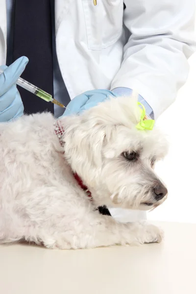 Tierarzt verabreicht Hund Nadel-Injektion — Stockfoto
