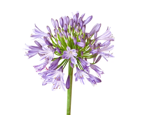 stock image Agapanthus