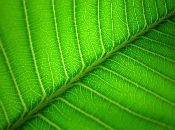 잎 세부 정보 배경 — 스톡 사진