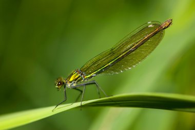 Female banded damselfly clipart