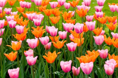 Mixed colors of tulips clipart