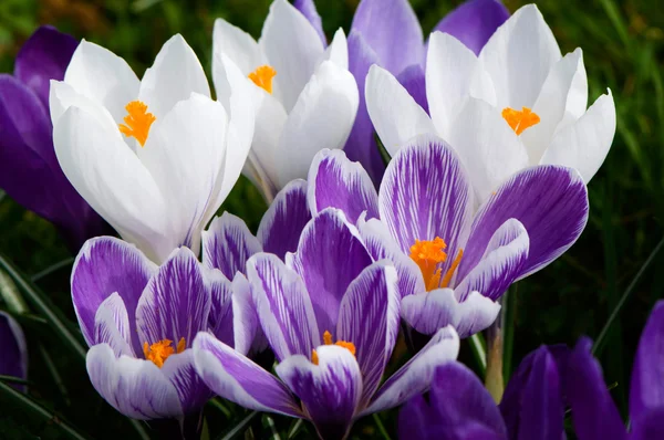 白色和紫色 crocussus — 图库照片