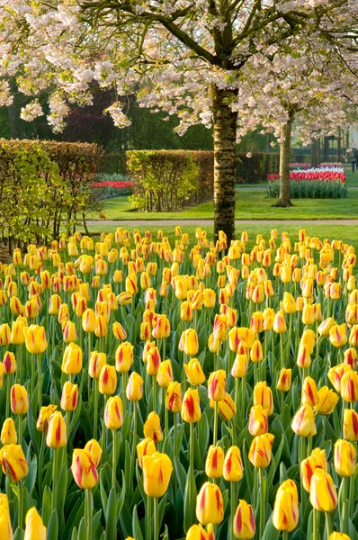 Tulipany i kwitnąć drzewa — Zdjęcie stockowe