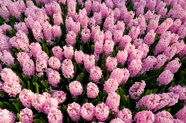 Rosa hyacint — Stockfoto