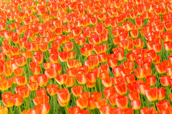 Кровать из мягких красных тюльпанов — стоковое фото