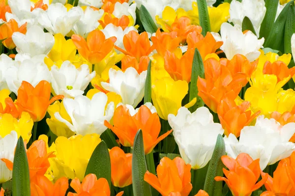 Kleurrijke tulpen — Stockfoto