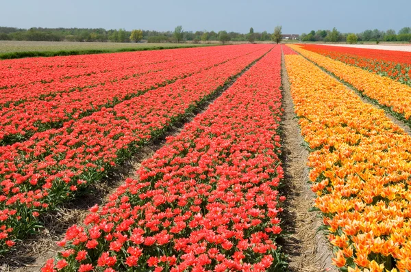 Linhas de tulipas vermelhas e laranja — Fotografia de Stock