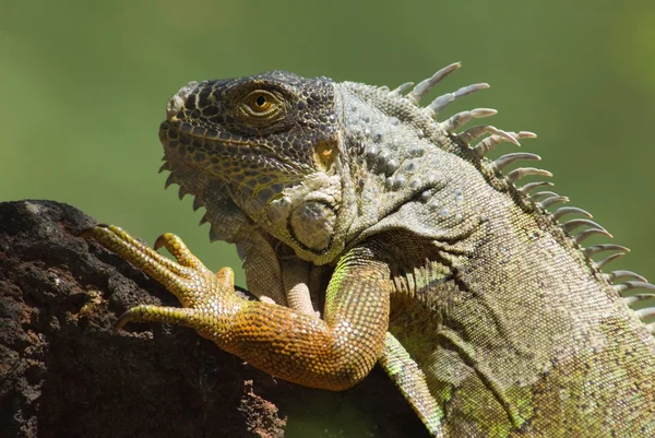 Istirahat iguana — Stok fotoğraf