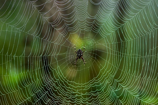 Павук в веб- — стокове фото