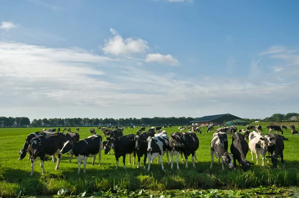 Koeien op het kanaal — Stockfoto