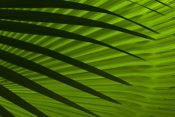Feuilles de palmier abstraites — Photo