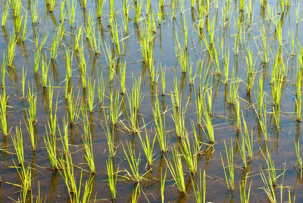 stock image Young rice plants