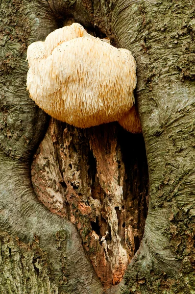 Fungos crescendo fora de uma árvore — Fotografia de Stock