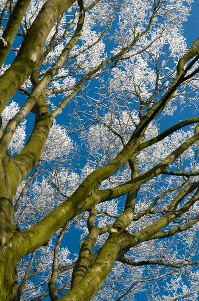 山毛榉树的白霜 — 图库照片