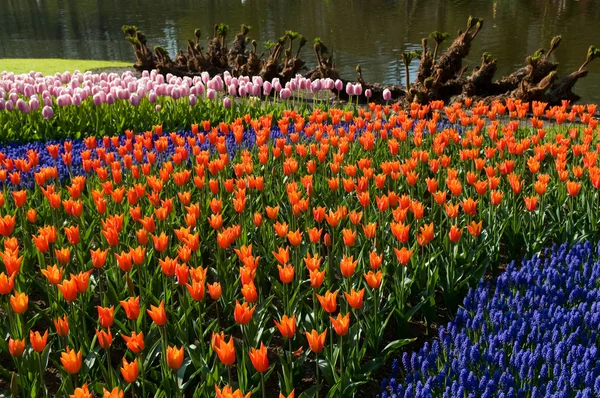 Oranžové a růžové tulipány — Stock fotografie