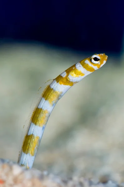 Pesce serpente tropicale — Foto Stock