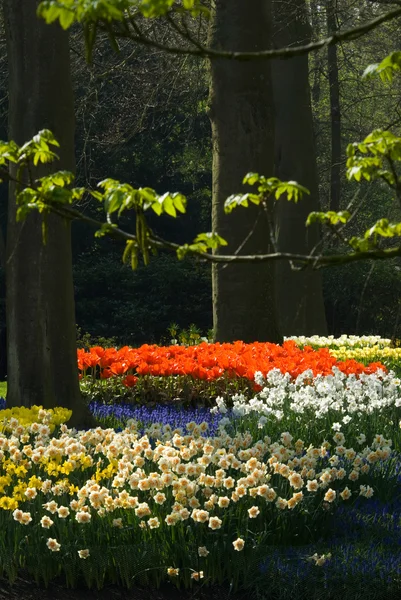 Daffodils en tulipas — Fotografia de Stock
