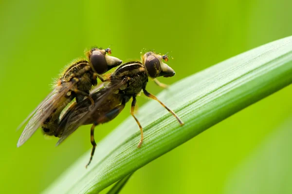 Mating flies — Stock Photo, Image