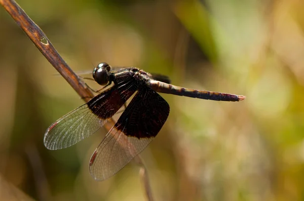 蜻蜓与暗的翅膀 — 图库照片
