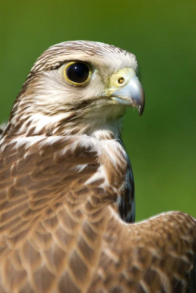 Un falco bruno — Foto Stock
