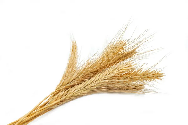 穀物の茎 — ストック写真