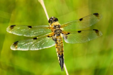 Four spotted dragonfly clipart