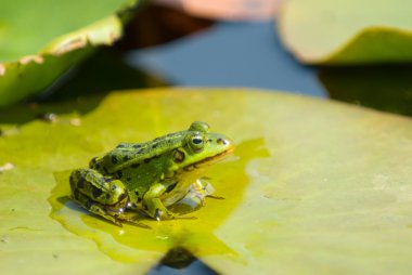 Frog on a leaf clipart