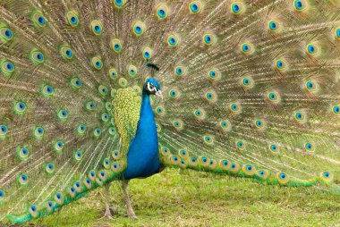 A male peacock clipart