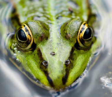 Close-up frog clipart