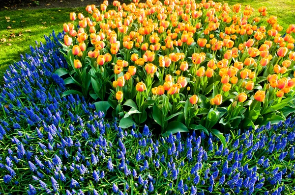 Tulipán a společné Modřenec — Stock fotografie