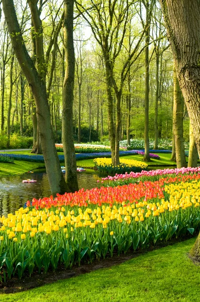 Traços de diferentes cores tulipas — Fotografia de Stock