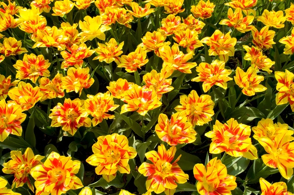 Łóżko żółty czerwone tulipany — Zdjęcie stockowe