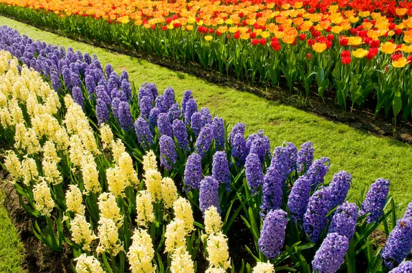 Una fila de jacinto y tulipanes — Foto de Stock
