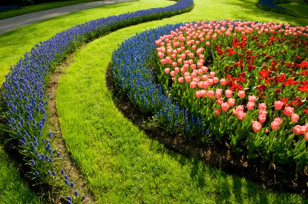 Tulipany i wspólne Szafirek — Zdjęcie stockowe
