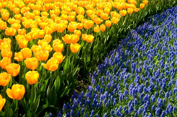 Żółte tulipany i hiacynty winogron wspólne — Zdjęcie stockowe